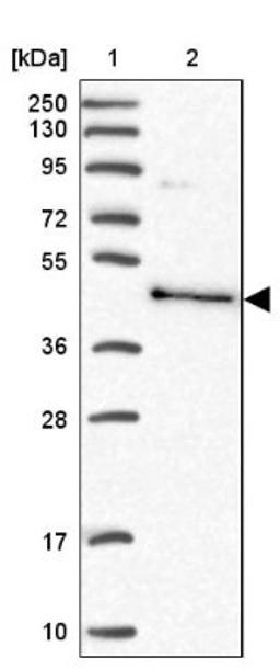 Western Blot: BSPRY Antibody [NBP1-82204] - Lane 1: Marker [kDa] 250, 130, 95, 72, 55, 36, 28, 17, 10<br/>Lane 2: Human cell line RT-4