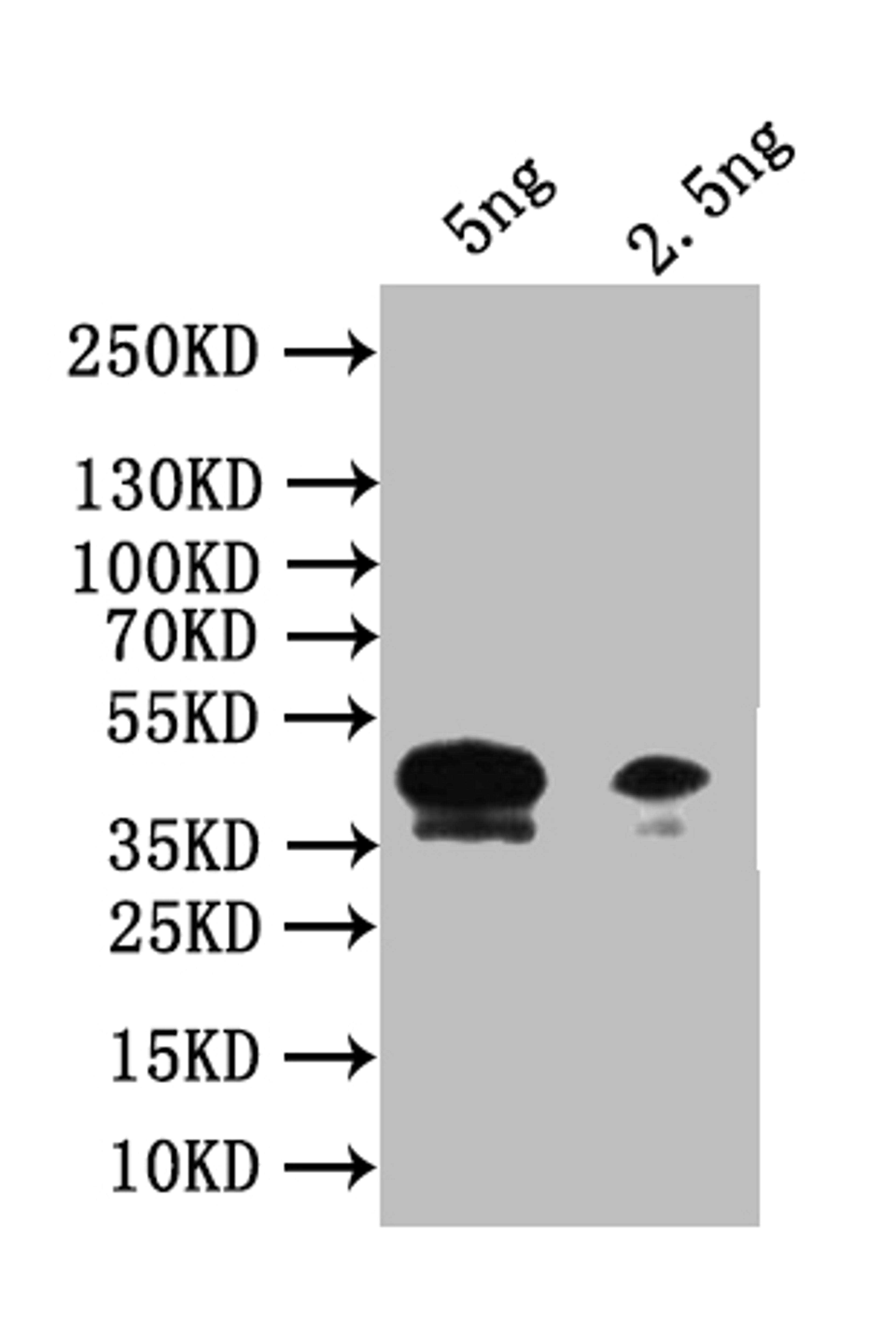 Western Blot. Positive WB detected in: recombinant protein. All lanes: Piezo Antibody at 1:1000. Secondary. Goat polyclonal to rabbit IgG at 1/50000 dilution. Predicted band size: 42 kDa. Observed band size: 42 kDa.