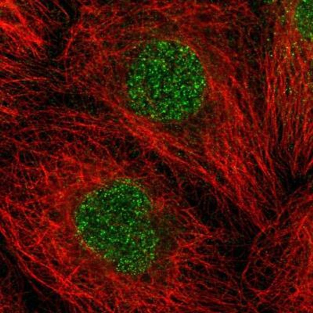 Immunocytochemistry/Immunofluorescence: Themis Antibody [NBP1-90802] - Staining of human cell line A-431 shows positivity in nucleus.