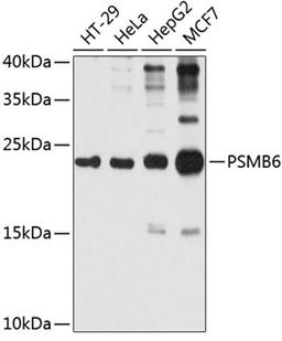 Western blot - PSMB6 antibody (A4053)