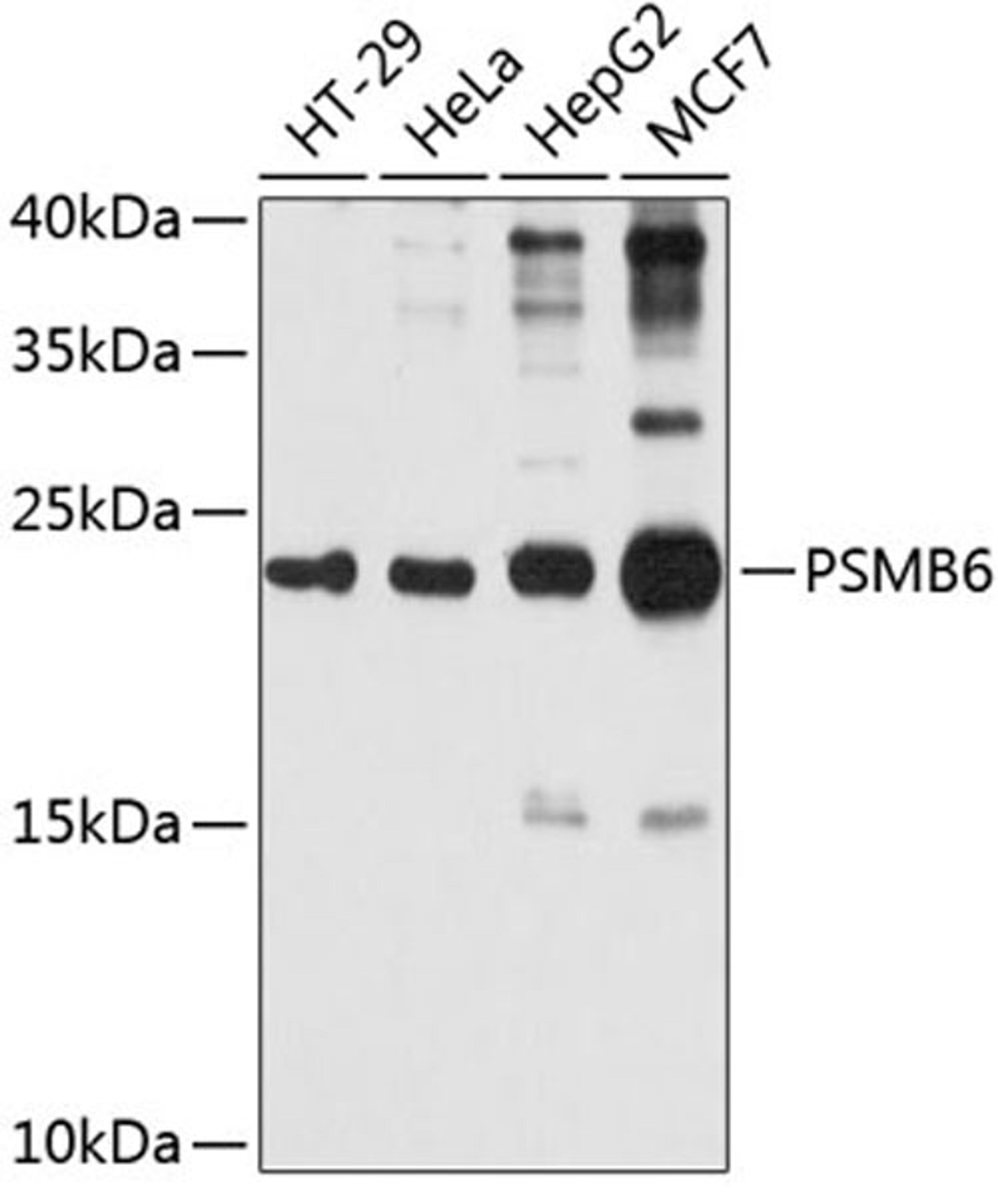 Western blot - PSMB6 antibody (A4053)