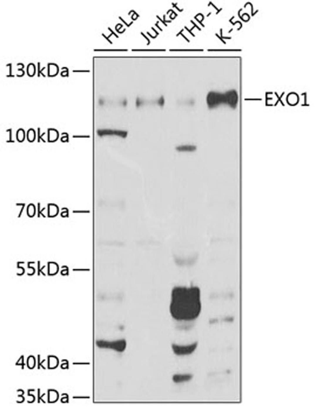 Western blot - EXO1 Antibody (A1941)