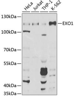 Western blot - EXO1 Antibody (A1941)