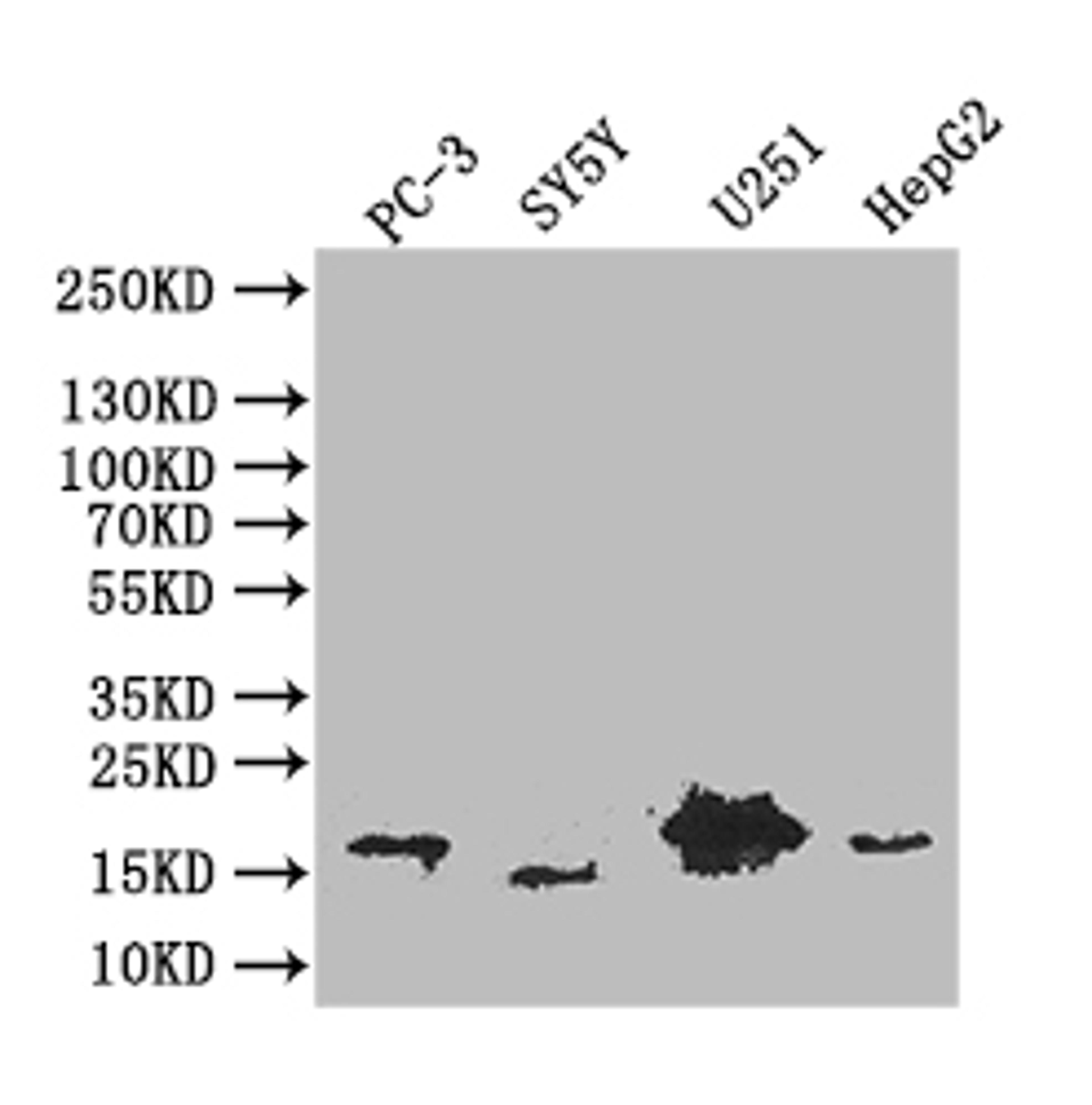 Western Blot. Positive WB detected in: PC-3 whole cell lysate, SY5Y whole cell lysate, U251 whole cell lysate, HepG2 whole cell lysate. All lanes: PDPN antibody at 1:1000. Secondary. Goat polyclonal to mouse IgG at 1/50000 dilution. Predicted band size: 17 kDa. Observed band size: 17 kDa. 
