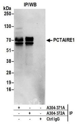 Detection of human PCTAIRE1 by western blot of immunoprecipitates.