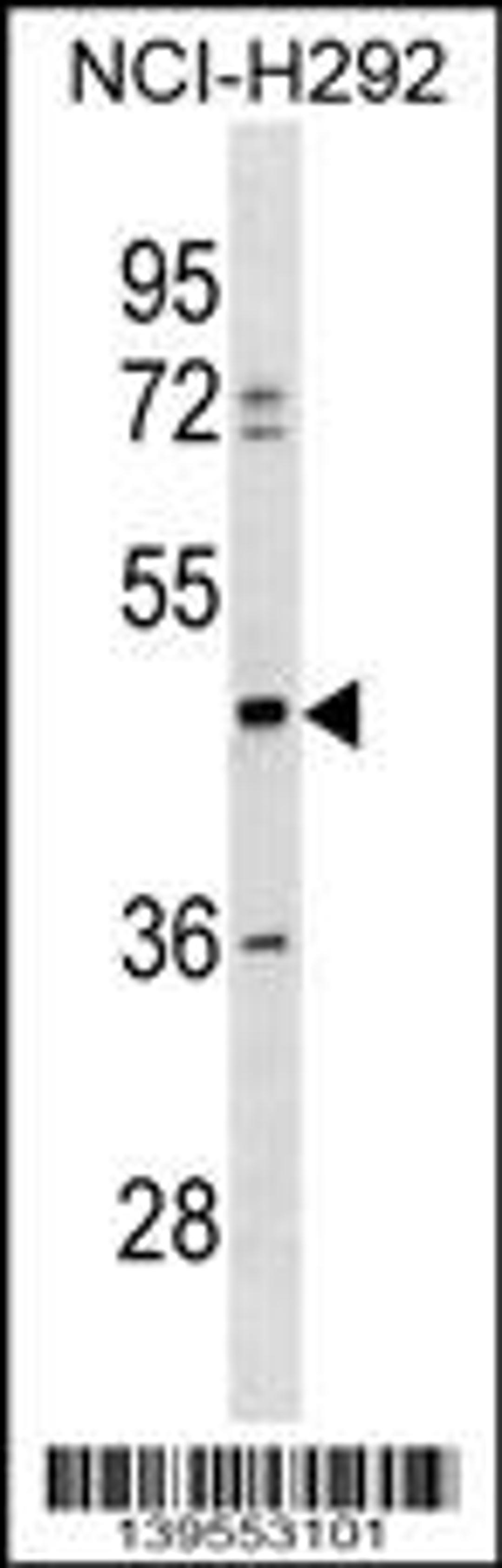 Western blot analysis in NCI-H292 cell line lysates (35ug/lane).