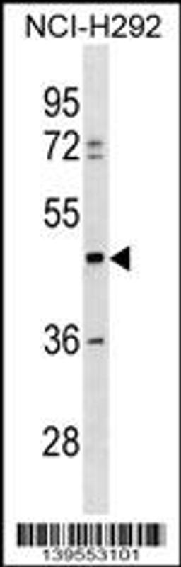 Western blot analysis in NCI-H292 cell line lysates (35ug/lane).