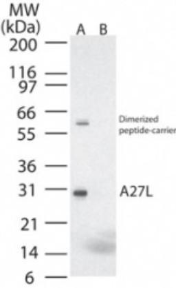 Western Blot: Smallpox A27L Antibody [NB100-56456] - analysis of A27L in (A) recombinant fusion protein containing amino acids 18-32 and (B) fusion partner without these amino acids, using this antibody at 0.2 ug/ml.