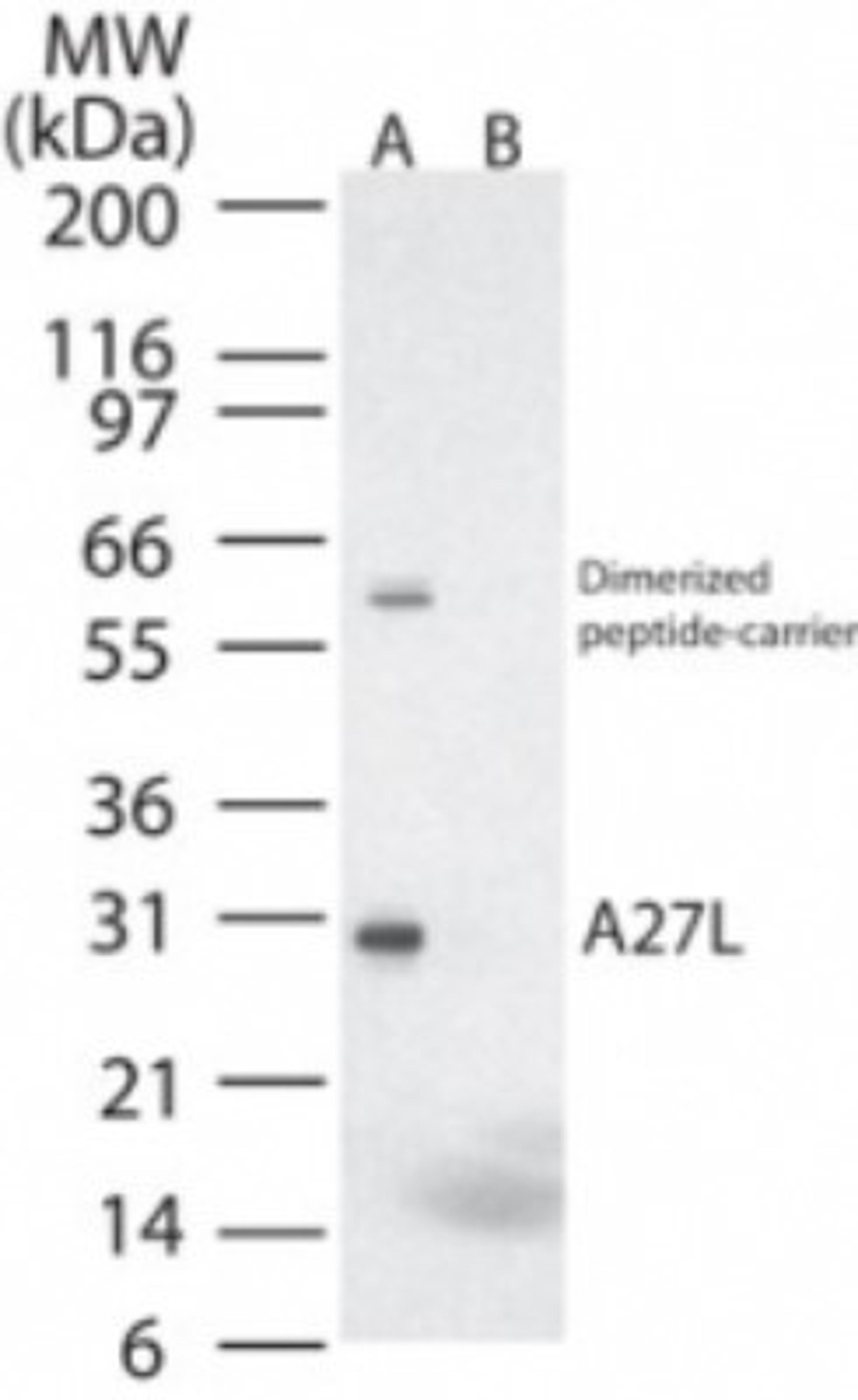 Western Blot: Smallpox A27L Antibody [NB100-56456] - analysis of A27L in (A) recombinant fusion protein containing amino acids 18-32 and (B) fusion partner without these amino acids, using this antibody at 0.2 ug/ml.