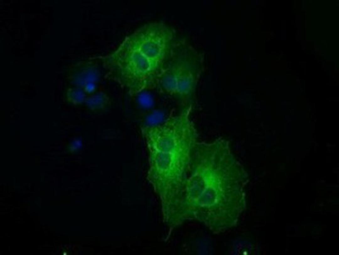 Immunocytochemistry/Immunofluorescence: MEK1 Antibody (1F5) [NBP1-47833] Staining of COS7 cells transiently transfected by pCMV6-ENTRY MEK1.