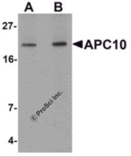 Western blot analysis of APC10 in mouse heart tissue lysate with APC10 antibody at (A) 1 and (B) 2 &#956;g/mL.