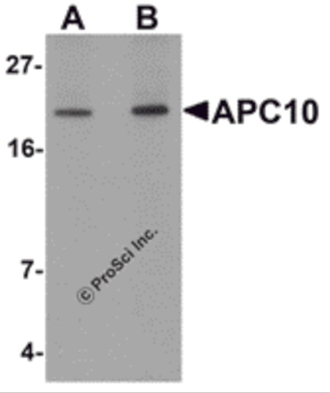 Western blot analysis of APC10 in mouse heart tissue lysate with APC10 antibody at (A) 1 and (B) 2 μg/mL.