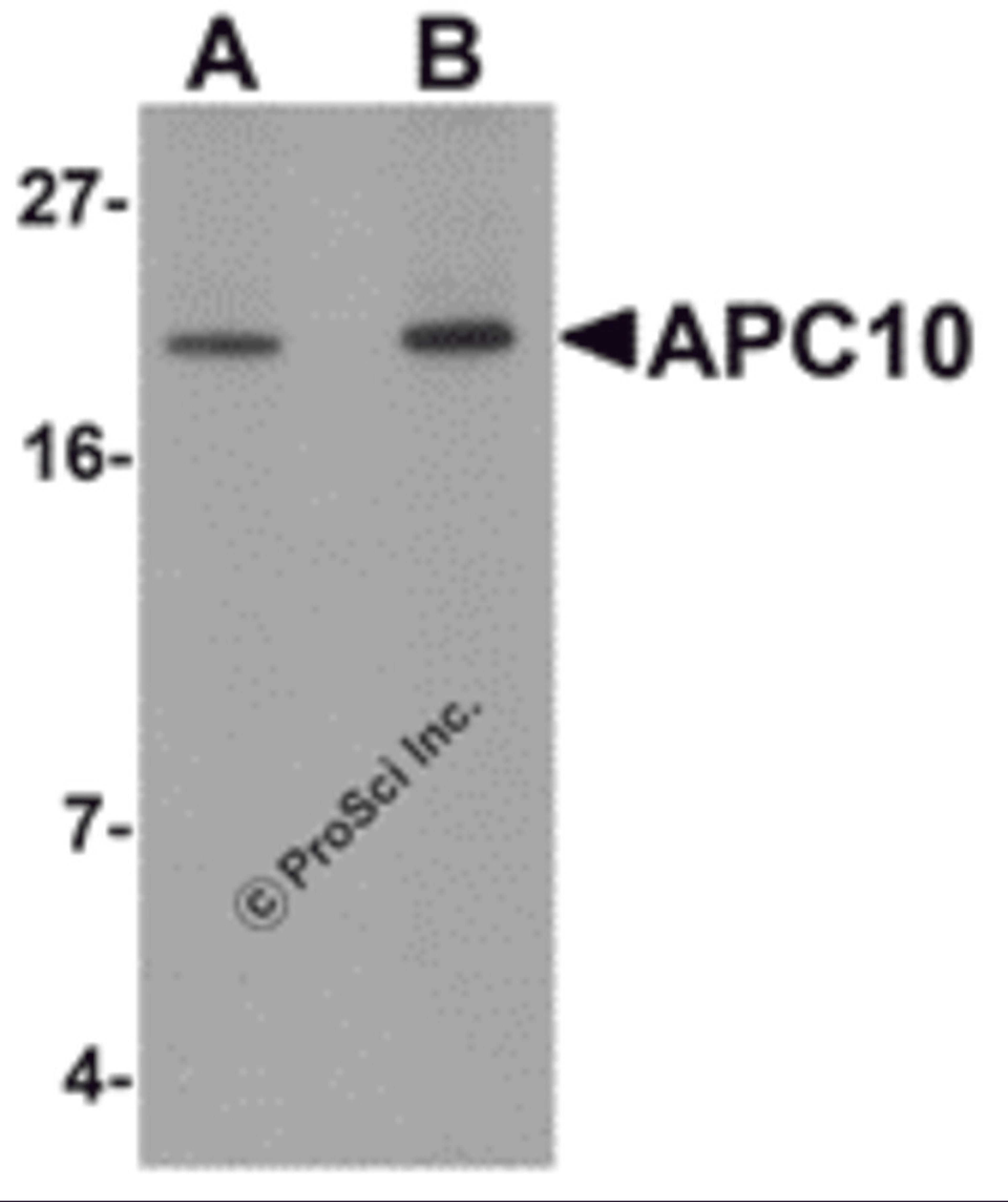 Western blot analysis of APC10 in mouse heart tissue lysate with APC10 antibody at (A) 1 and (B) 2 μg/mL.