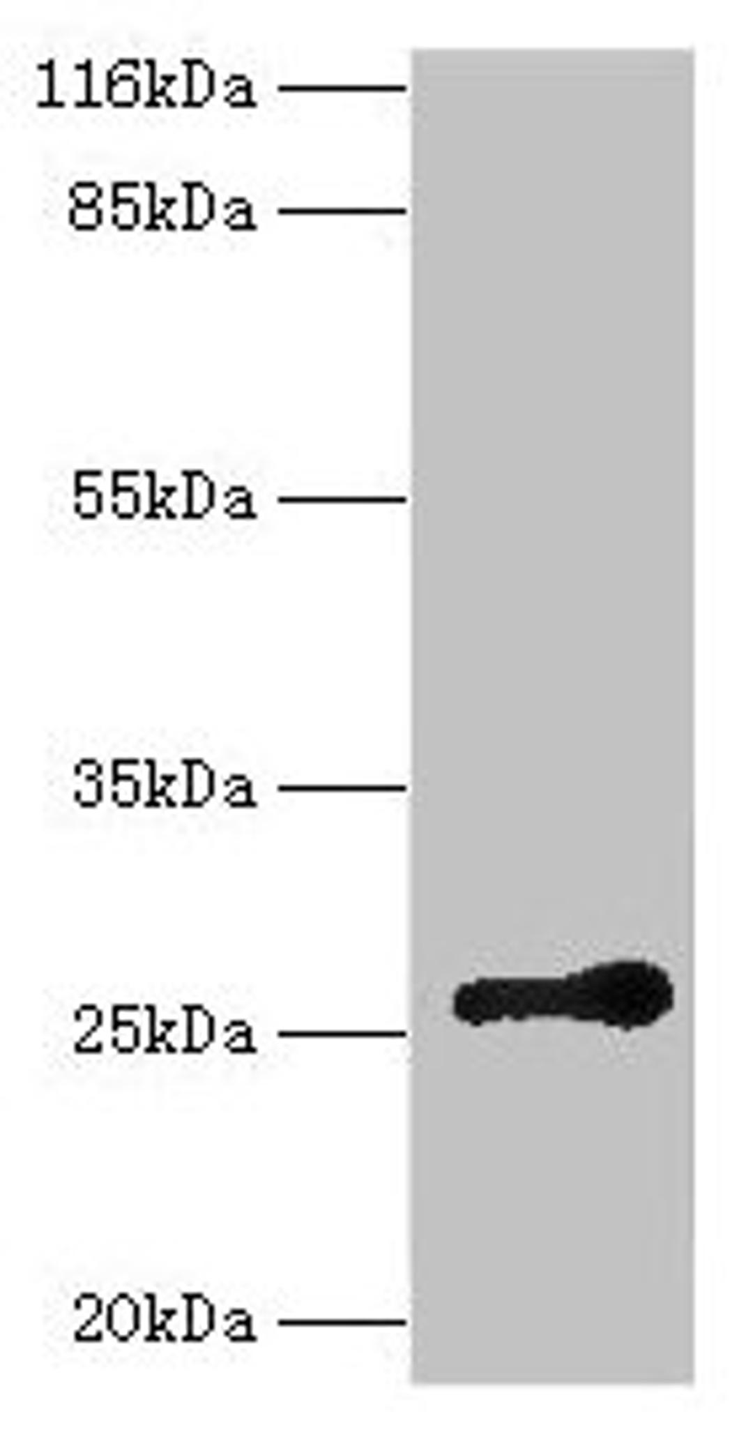 Western blot. All lanes: RAB3C antibody at 2µg/ml + Mouse brain tissue. Secondary. Goat polyclonal to rabbit IgG at 1/10000 dilution. Predicted band size: 26 kDa. Observed band size: 26 kDa
