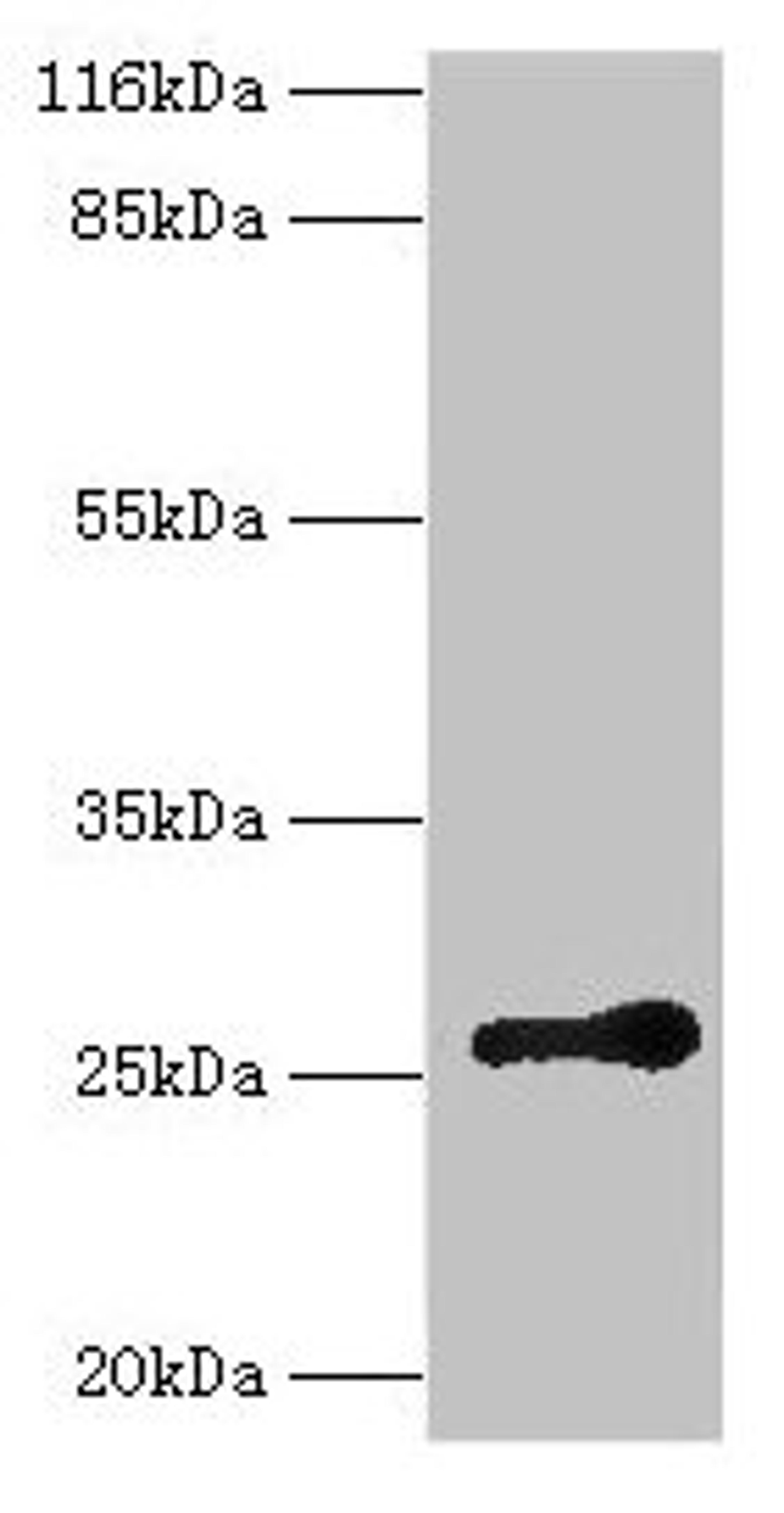 Western blot. All lanes: RAB3C antibody at 2µg/ml + Mouse brain tissue. Secondary. Goat polyclonal to rabbit IgG at 1/10000 dilution. Predicted band size: 26 kDa. Observed band size: 26 kDa