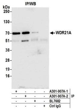 Detection of human WDR21A by western blot of immunoprecipitates.