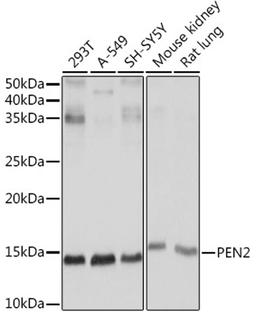 Western blot - PEN2 Rabbit mAb (A8678)