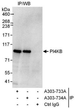 Detection of human PI4KB by western blot of immunoprecipitates.