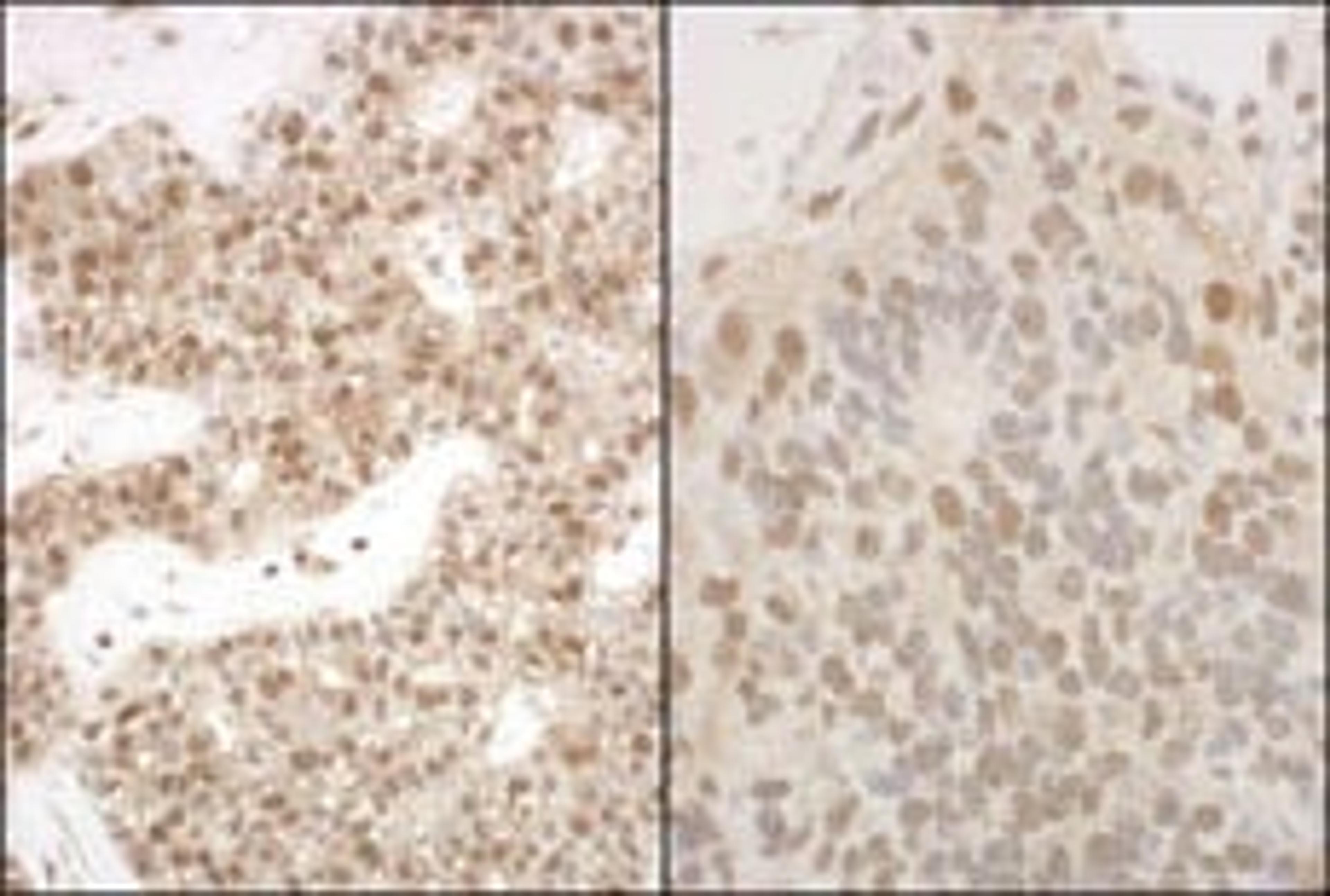 Detection of human and mouse PSMA5 by immunohistochemistry.