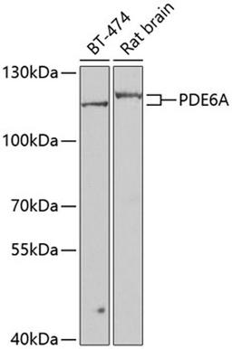 Western blot - PDE6A antibody (A7915)