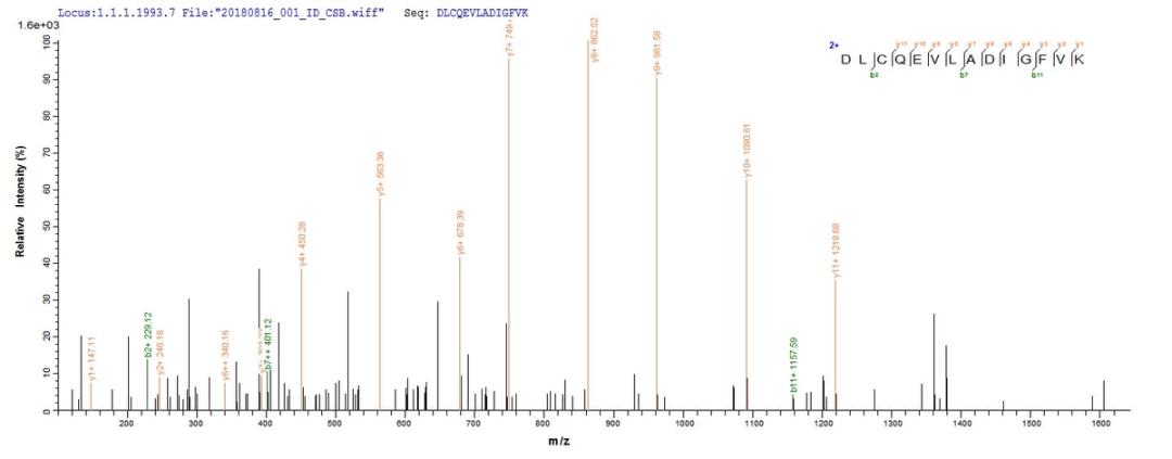 Based on the SEQUEST from database of E.coli host and target protein, the LC-MS/MS Analysis result of CSB-EP859129MO could indicate that this peptide derived from E.coli-expressed Mus musculus (Mouse) Lims1.