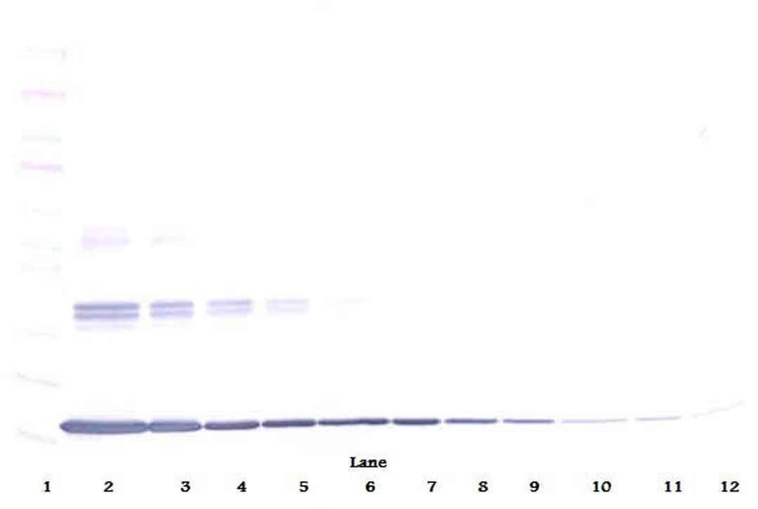 To detect Murine TNF-alpha by Western Blot analysis this antibody can be used at a concentration of 0.1-0.2 ug/ml. When used in conjunction with compatible secondary reagents, the detection limit for recombinant Murine TNF-alpha is 1.5-3.0 ng/lane, under