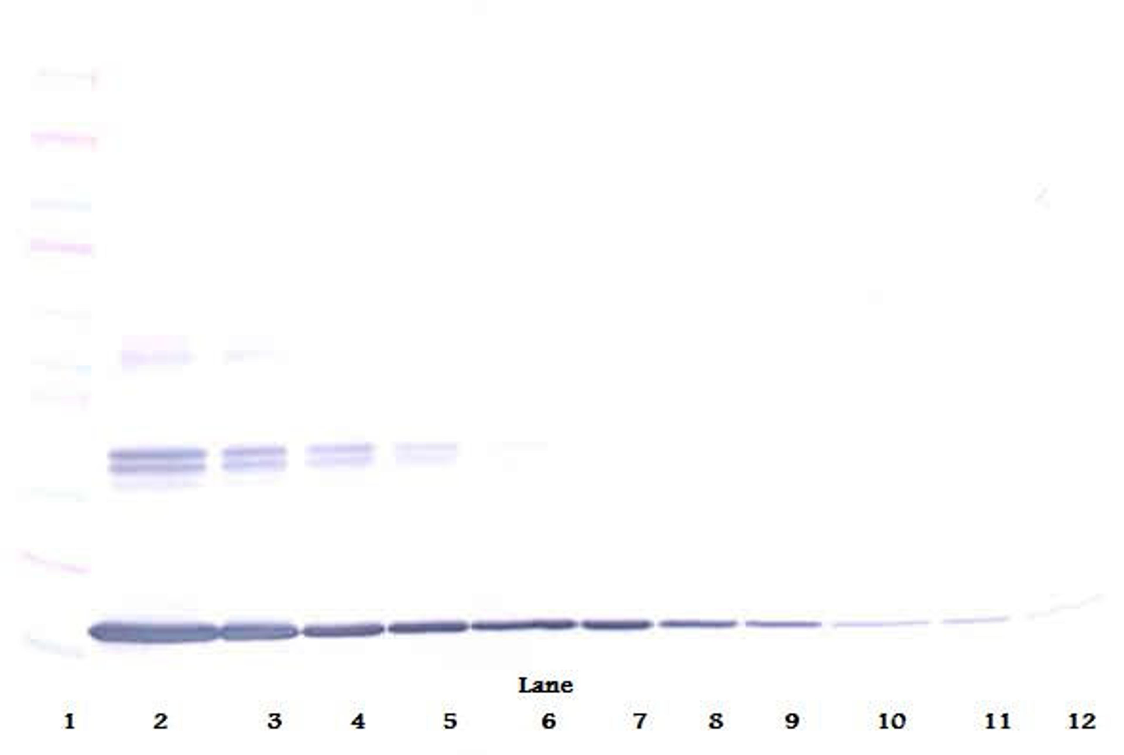 To detect Murine TNF-alpha by Western Blot analysis this antibody can be used at a concentration of 0.1-0.2 ug/ml. When used in conjunction with compatible secondary reagents, the detection limit for recombinant Murine TNF-alpha is 1.5-3.0 ng/lane, under