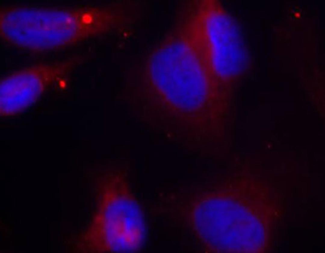 Immunofluorescence - Phospho-ZAP70-Y319 antibody (AP0467)