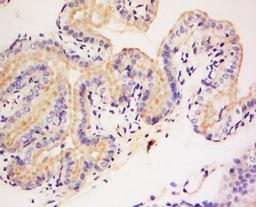 Immunohistochemical staining of Mouse placenta tissue using DAGLB antibody.