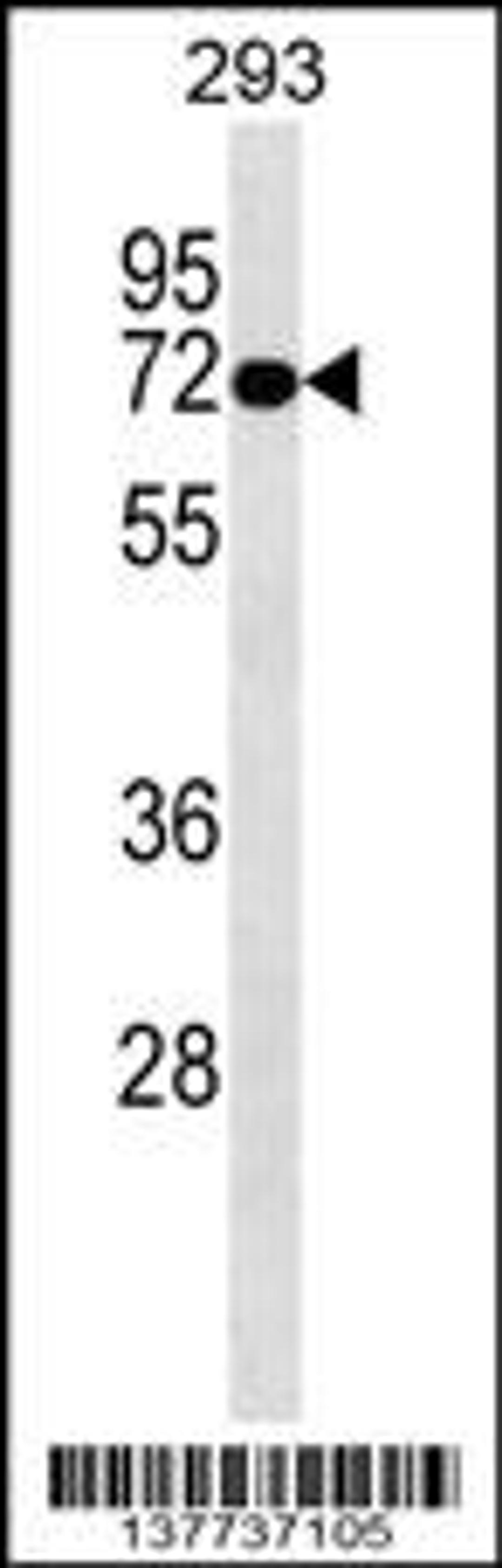 Western blot analysis in 293 cell line lysates (35ug/lane).