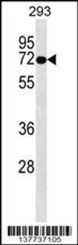 Western blot analysis in 293 cell line lysates (35ug/lane).