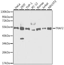 Western blot - TRAF2 antibody (A0962)