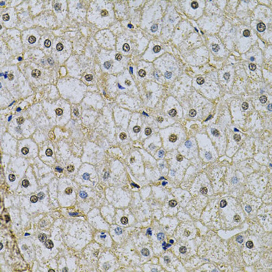 Immunohistochemistry  - NRF1 Antibody (A14190)