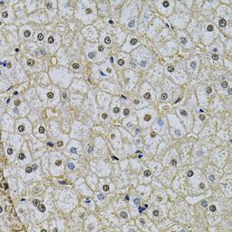 Immunohistochemistry - NRF1 Antibody (A14190)