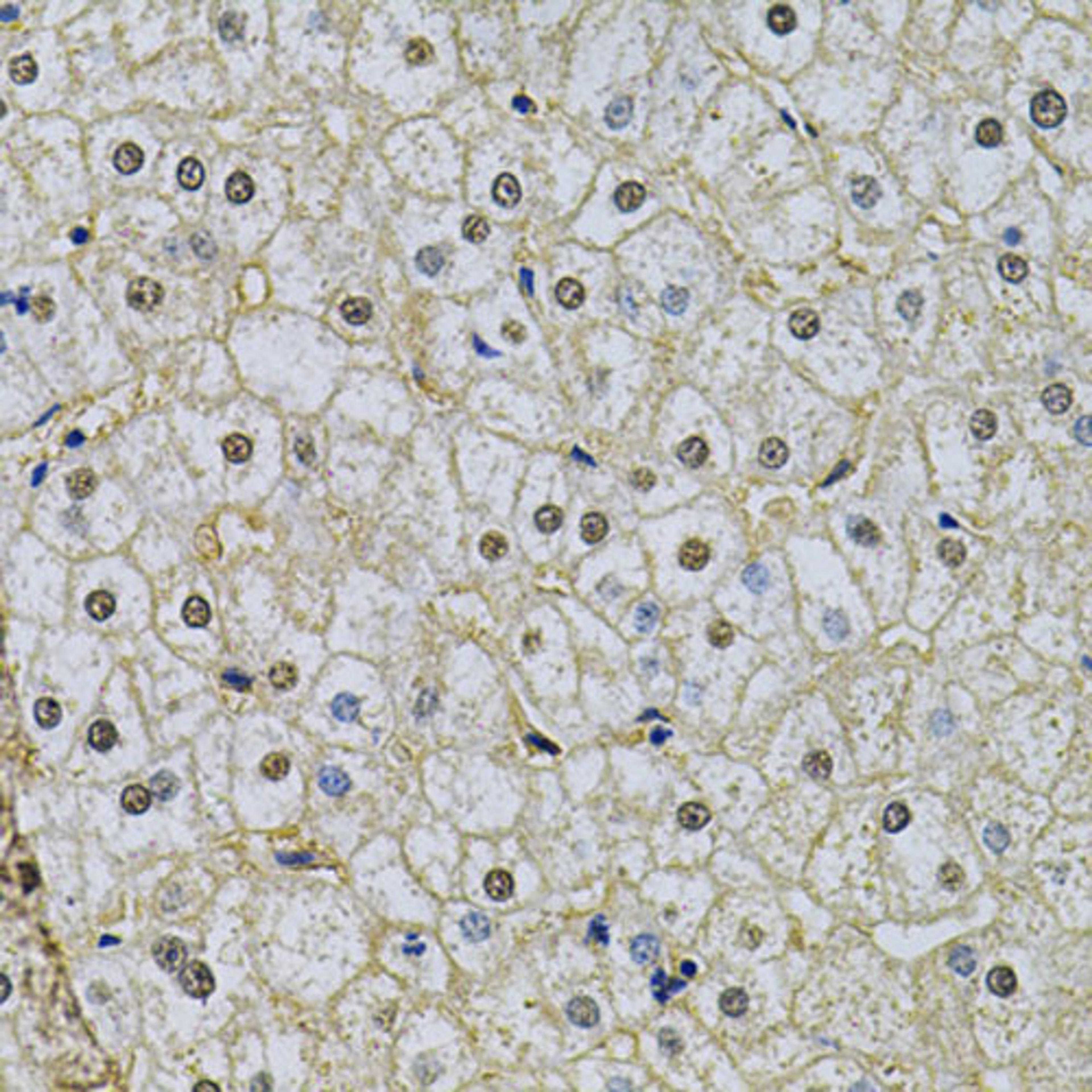 Immunohistochemistry - NRF1 Antibody (A14190)
