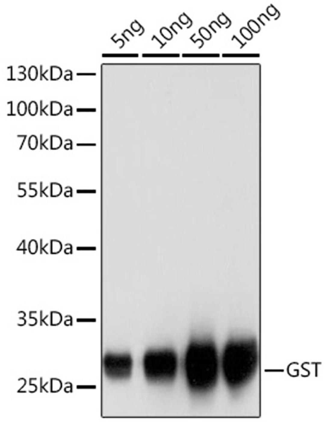 Western blot - GST-tag antibody (AE006)