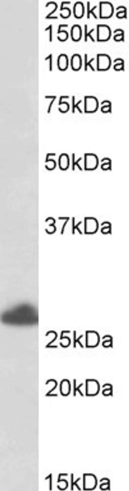 46-310 (0.5ug/ml) staining of Human Placenta lysate (35ug protein in RIPA buffer). Primary incubation was 1 hour. Detected by chemiluminescence.