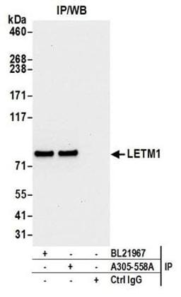 Detection of human LETM1 by western blot of immunoprecipitates.