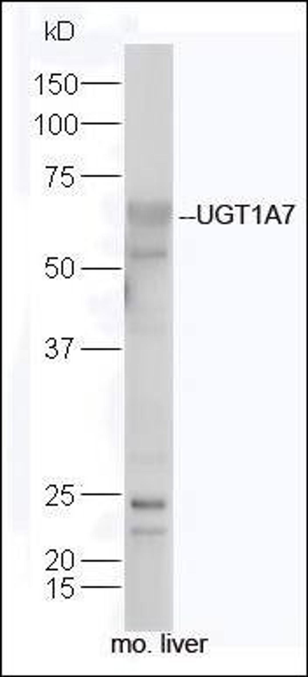 Western blot analysis of mouse liver lysate using UGT1A7 antibody.