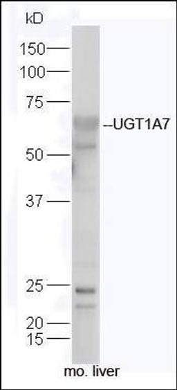 Western blot analysis of mouse liver lysate using UGT1A7 antibody.