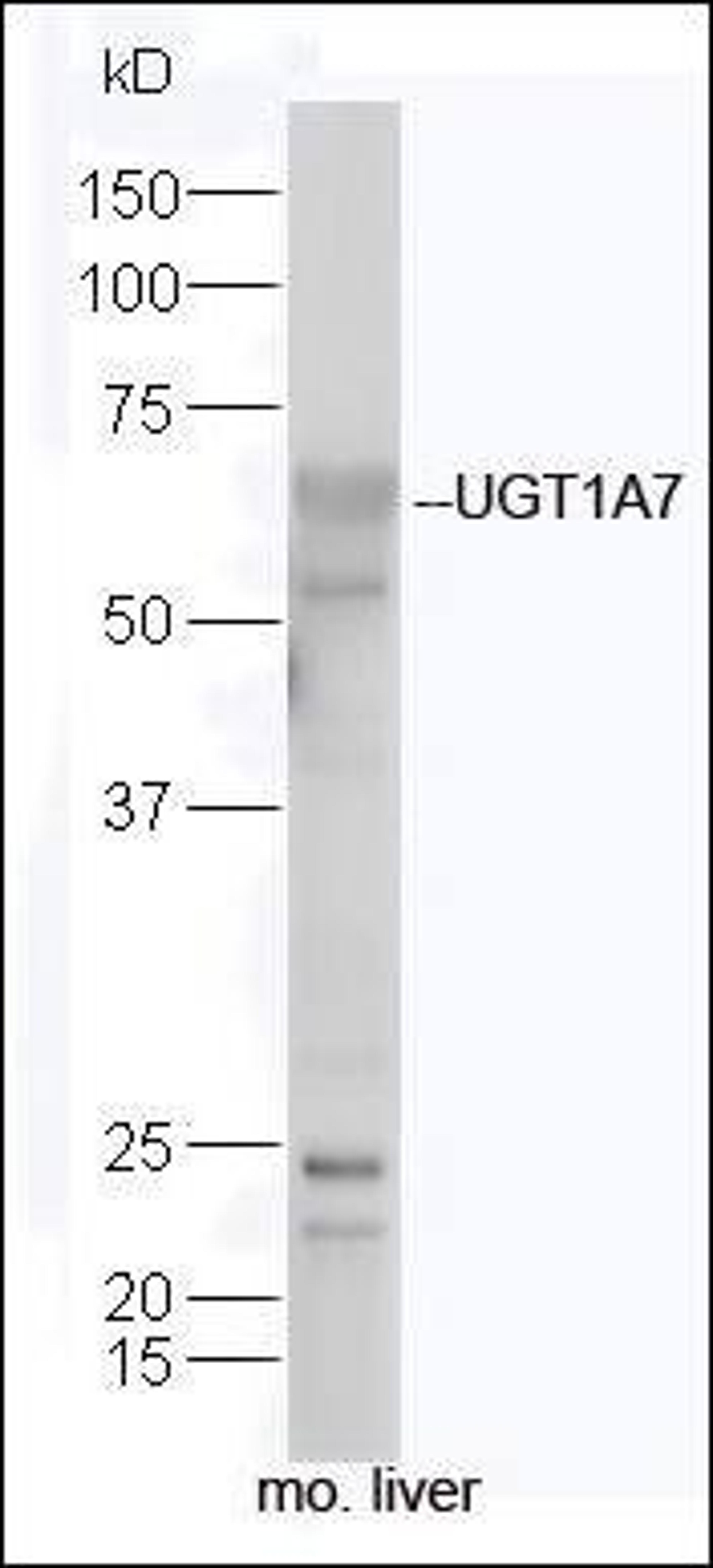 Western blot analysis of mouse liver lysate using UGT1A7 antibody.