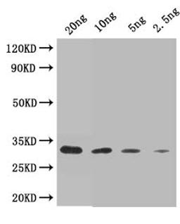 Western Blot. Positive WB detected in: recombinant protein. All lanes: Trypsin/alpha-amylase inhibitor CMX2 Antibody at 1:1000. Secondary. Goat polyclonal to rabbit IgG at 1/50000 dilution. Predicted band size: 33 kDa. Observed band size: 33 kDa.