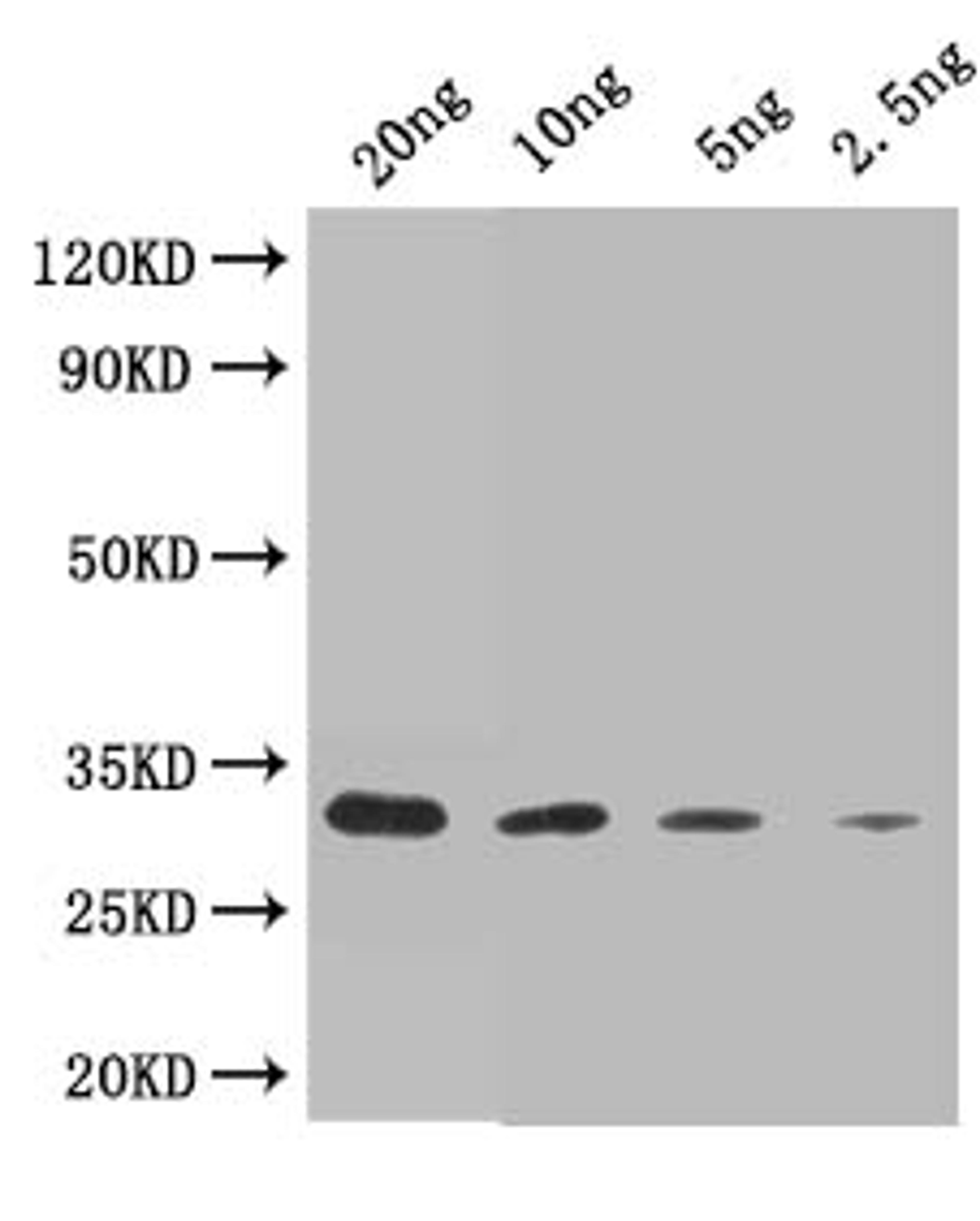 Western Blot. Positive WB detected in: recombinant protein. All lanes: Trypsin/alpha-amylase inhibitor CMX2 Antibody at 1:1000. Secondary. Goat polyclonal to rabbit IgG at 1/50000 dilution. Predicted band size: 33 kDa. Observed band size: 33 kDa.