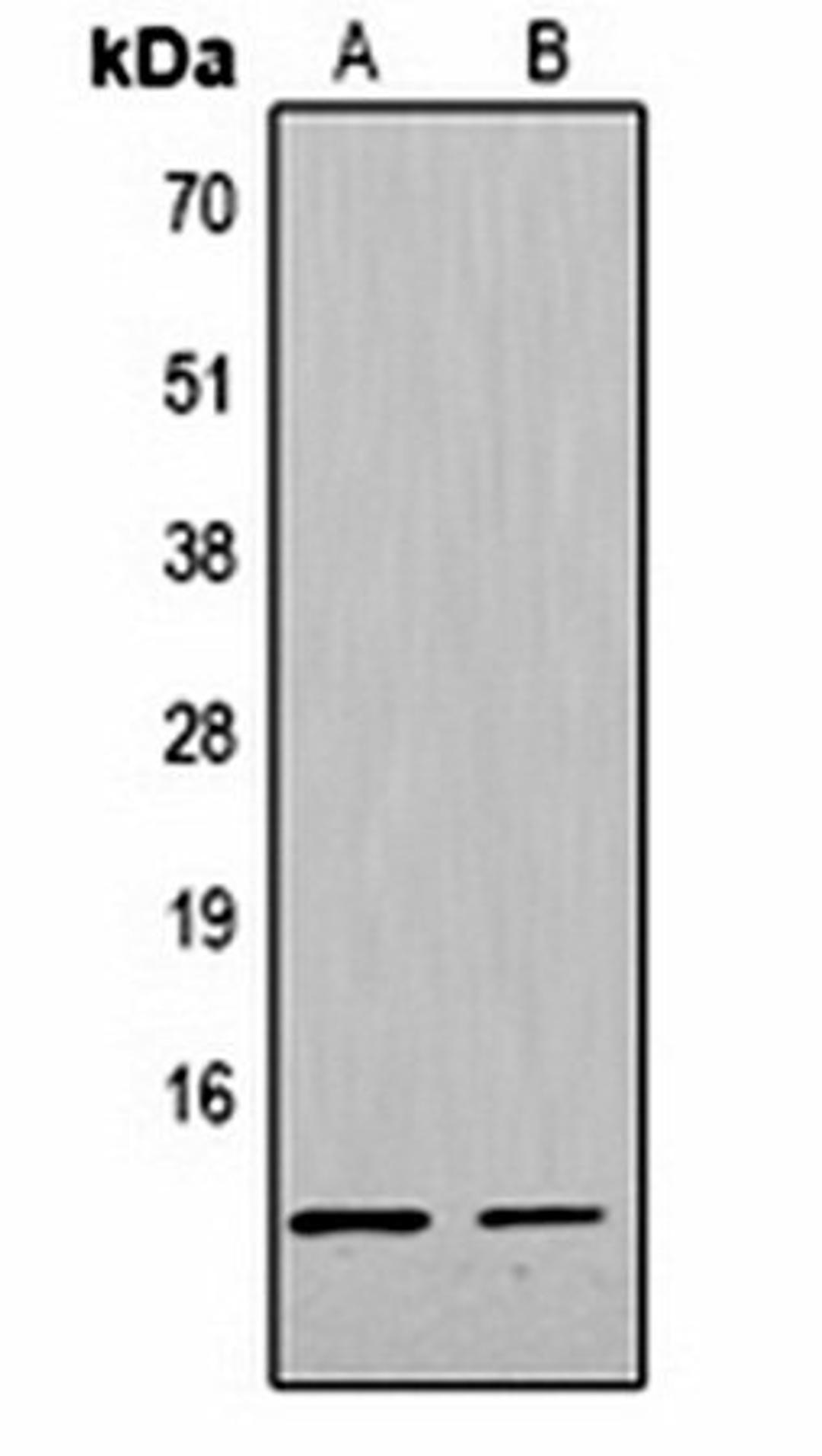 Western blot analysis of  Hela (Lane1), NIH3T3 (Lane2) whole cell lysates using Histone H4 (DiMethyl K79) antibody