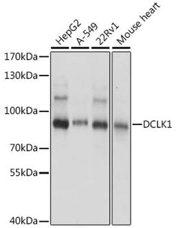 Western blot - DCLK1 antibody (A16464)