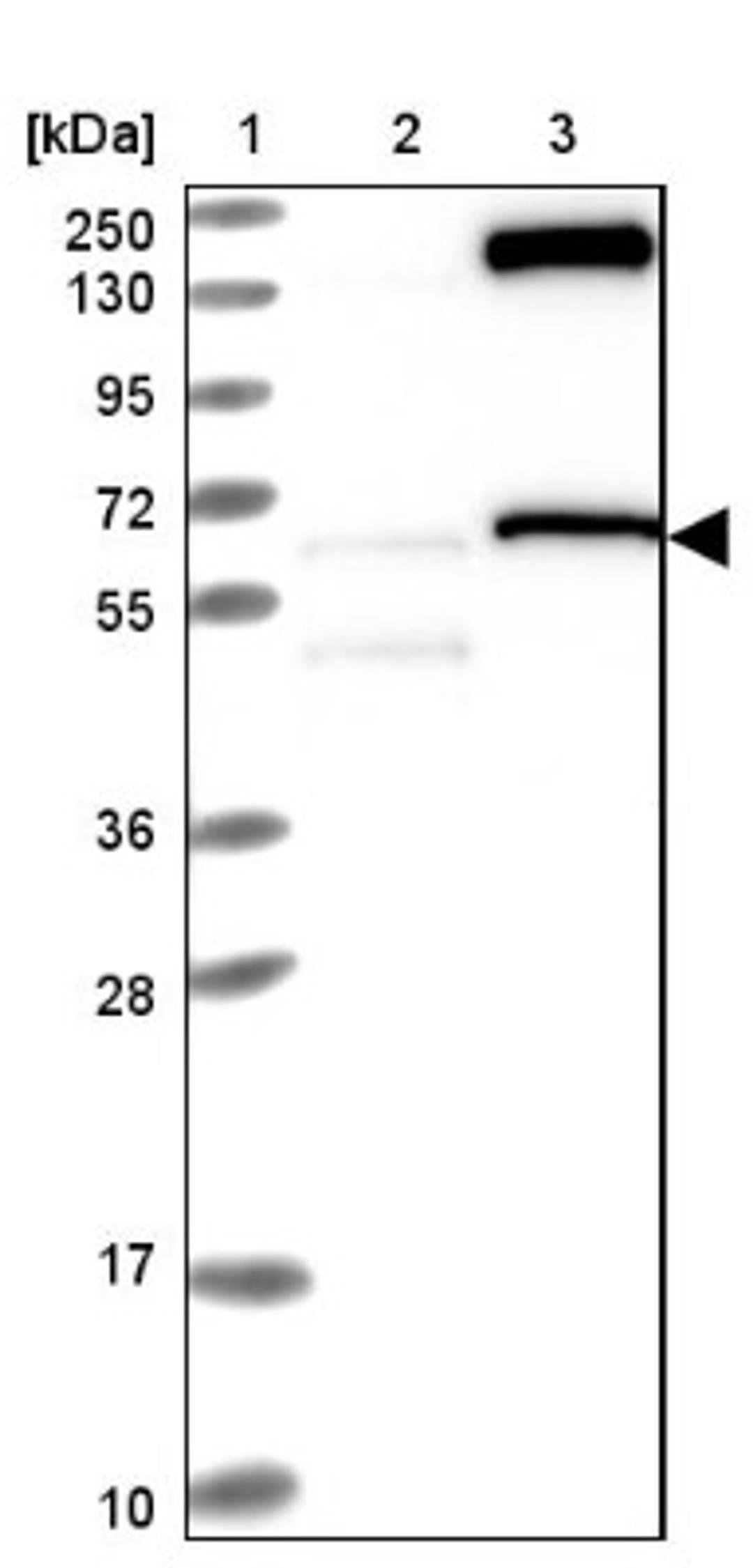 Western Blot: NASP Antibody [NBP2-33910] - Lane 1: Marker [kDa] 250, 130, 95, 72, 55, 36, 28, 17, 10<br/>Lane 2: Negative control (vector only transfected HEK293T lysate)<br/>Lane 3: Over-expression lysate (Co-expressed with a C-terminal myc-DDK tag (~3.1 kDa) in mammalian HEK293T cells, LY400884)