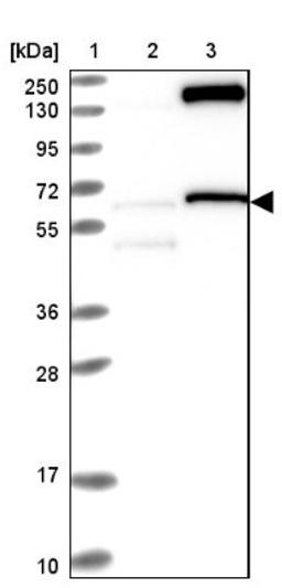 Western Blot: NASP Antibody [NBP2-33910] - Lane 1: Marker [kDa] 250, 130, 95, 72, 55, 36, 28, 17, 10<br/>Lane 2: Negative control (vector only transfected HEK293T lysate)<br/>Lane 3: Over-expression lysate (Co-expressed with a C-terminal myc-DDK tag (~3.1 kDa) in mammalian HEK293T cells, LY400884)