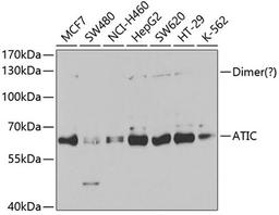 Western blot - ATIC antibody (A5559)