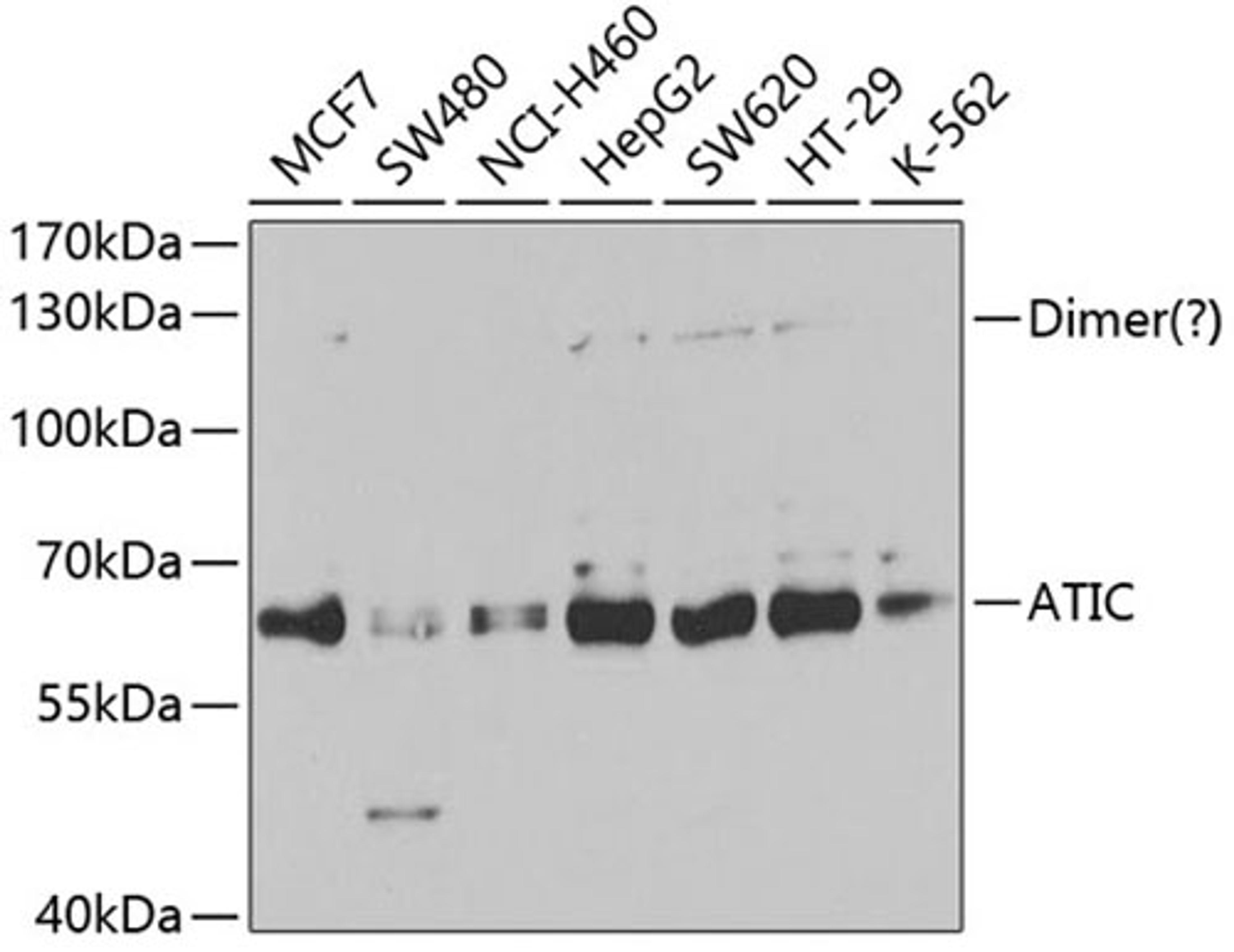 Western blot - ATIC antibody (A5559)