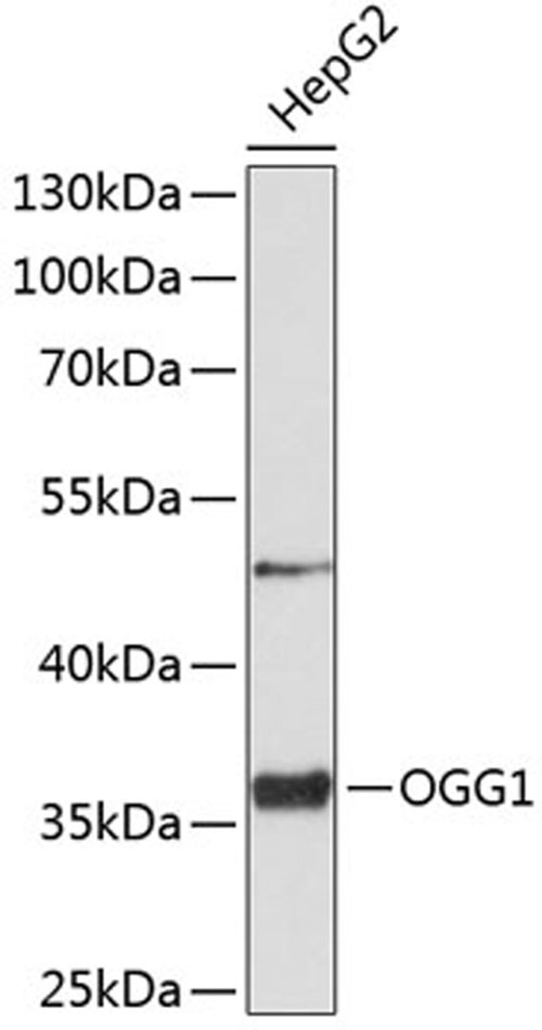 Western blot - OGG1 antibody (A2268)